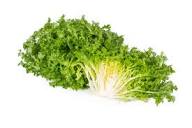 FrisÃ©e Endive Seeds: Planting Guide for Successful Growth