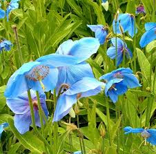 Meconopsis Flower seeds for Planting - Cut Flower Favorite, Heirloom & GMO Free Seeds for Home Garden