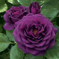 Pink Dark Violet MultiColor Rose Flower Seeds for Planting Hardy Variety Heirloom & GMO Free Seeds for Home Garden
 
 Sale
