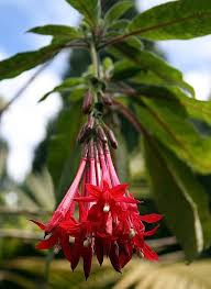 Bolivian Fuchsia Flower seeds for Planting - Hardy Variety, Heirloom & GMO Free Seeds for Home Garden