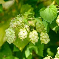 Green Humulus Lupulus Flower seeds for Planting - Cut Flower Favorite, Heirloom & GMO Free Seeds for Home Garden