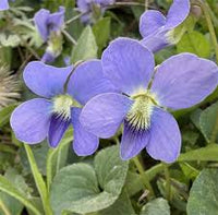 Viola sororia Flower seeds for Planting - Compact Growth, Heirloom & GMO Free Seeds for Home Garden