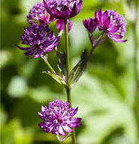 Purple Astrantia Masterwort Flower seeds for Planting - Perfect for Borders, Heirloom & GMO Free Seeds for Home Garden