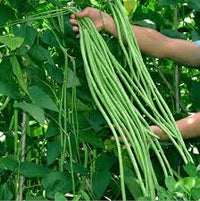 Green Asparagus Bean Seeds for Planting