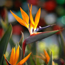 Bird of Paradise Flower seeds for Planting - Drought Tolerant, Heirloom & GMO Free Seeds for Home Garden