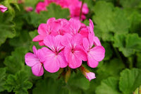 Violet Pink Geranium Flower Seeds for Planting Long Bloom Season Heirloom & GMO Free Seeds for Home Garden
 
 Sale