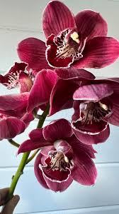 Maroon Phalaenopsis Orchid Flower Seeds for Planting Premium Quality Heirloom & GMO Free Seeds for Home Garden  Sale