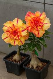 Adenium Obesum Orange Flower seeds for Planting - Pollinator Friendly, Heirloom & GMO Free Seeds for Home Garden
