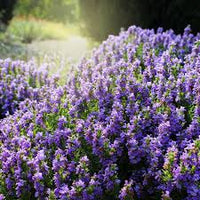 Purple Savory Satureja Flower seeds for Planting - Drought Tolerant, Heirloom & GMO Free Seeds for Home Garden