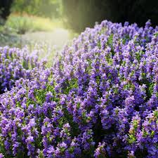 Purple Savory Satureja Flower seeds for Planting - Drought Tolerant, Heirloom & GMO Free Seeds for Home Garden