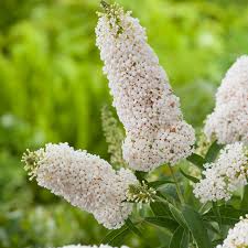 White Buddleja Flower seeds for Planting Garden Favorite Heirloom & GMO Free Seeds for Home Garden