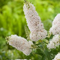 White Buddleja Flower seeds for Planting Garden Favorite Heirloom & GMO Free Seeds for Home Garden