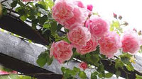 Pale Pink Climbing Perennial Rose Flower Seeds for Planting Cottage Garden Essential Heirloom & GMO Free Seeds for Home Garden
 
 Sale