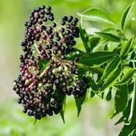 Elderberry Seeds - Black (Sambucus nigra)