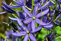 Camassia Flower seeds for Planting Cottage Garden Essential Heirloom & GMO Free Seeds for Home Garden