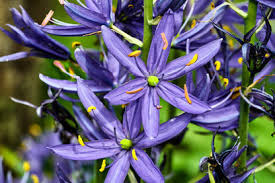 Camassia Flower seeds for Planting Cottage Garden Essential Heirloom & GMO Free Seeds for Home Garden