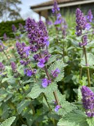 Nepeta Parnassica Flower seeds for Planting - Bright Blooms, Heirloom & GMO Free Seeds for Home Garden