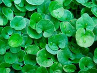 Dichondra Repen Flower seeds for Planting Low Maintenance Heirloom & GMO Free Seeds for Home Garden