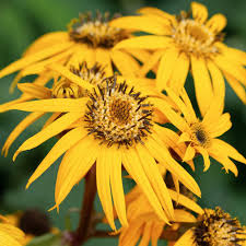 Ligularia Dentata Flower seeds for Planting - Garden Favorite, Heirloom & GMO Free Seeds for Home Garden