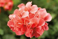 Salmon Pelargonium Peltatum Flower Seeds for Planting Wildflower Mix Heirloom & GMO Free Seeds for Home Garden
 
 Sale