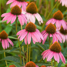 Sonnenhut Flower seeds for Planting Cottage Garden Essential Heirloom & GMO Free Seeds for Home Garden
