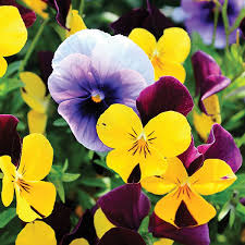 Wavy Viola Tricolor Flower Seeds: Vibrant Blossoms for a Colorful Garden Display