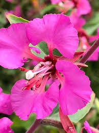 Purple Elegant Clarkia Seeds for Planting  Vibrant Annual Flower Blooms