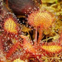 Sundew Flower seeds for Planting - Premium Quality, Heirloom & GMO Free Seeds for Home Garden