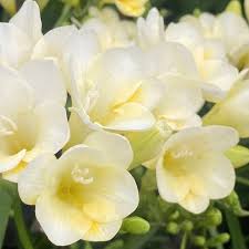 Freesia Flower seeds for Planting Drought Tolerant Heirloom & GMO Free Seeds for Home Garden