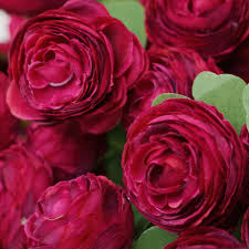 Burgundy Ranunculus Flower Seeds Hardy Variety Heirloom NonGMO Organic Garden Seeds for Planting
 
 Sale