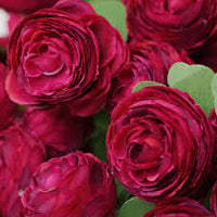 Burgundy Ranunculus Flower Seeds Hardy Variety Heirloom NonGMO Organic Garden Seeds for Planting
 
 Sale