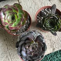 Black Green Succulent Flower Seeds for Planting – Heirloom NonGMO Hardy Garden Seeds for Home & Outdoor Pots
 
 Sale