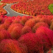 Red Burning Bush Flower seeds for Planting - Seasonal Bloomer, Heirloom & GMO Free Seeds for Home Garden