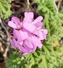 Graveolens Flower seeds for Planting - Drought Tolerant, Heirloom & GMO Free Seeds for Home Garden