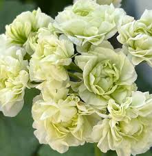 Light Green Geranium Flower seeds for Planting - Hardy Variety, Heirloom & GMO Free Seeds for Home Garden