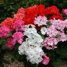 Mixed Geranium Flores Flower Seeds for Planting Pollinator Friendly Heirloom & GMO Free Seeds for Home Garden
 
 Sale