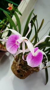 White Pink Cattleya Hybrida Flower seeds for Planting - Long Bloom Season, Heirloom & GMO Free Seeds for Home Garden