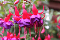 Red Double Petal Fuchsia Seeds for Planting Seasonal Bloomer Heirloom & GMO Free Seeds for Home Garden
 
 Sale