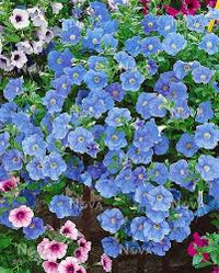 Sky Blue Petunia Flower Seeds Planting