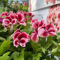 White DarkRed Geranium Pelargonium Seeds for Planting Vibrant Colors Heirloom & GMO Free Seeds for Home Garden
 
 Sale