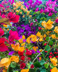 Mixed Bougainvillea Flower seeds for Planting - Garden Favorite, Heirloom & GMO Free Seeds for Home Garden