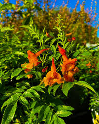 Orange Clematis Flower seeds for Planting Low Maintenance Heirloom & GMO Free Seeds for Home Garden