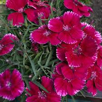 Pink Caryophyllus Flower seeds for Planting - Drought Tolerant, Heirloom & GMO Free Seeds for Home Garden