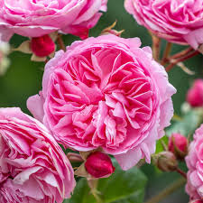Light Pink Climbing Rose Flower seeds for Planting - Pollinator Friendly, Heirloom & GMO Free Seeds for Home Garden