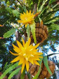 Yellow Epiphyllum Flower Seeds for Planting Bright Blooms Heirloom & GMO Free Seeds for Home Garden
 
 Sale