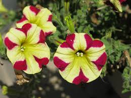 Pink Yellow Petunia Flower Seeds for Planting Heirloom NONGMO Vibrant Garden Blooms Easy Grow Premium Quality 
 
 Sale