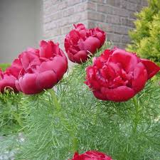 Fern Leaf Peony Flower seeds for Planting - Shade Tolerant, Heirloom & GMO Free Seeds for Home Garden