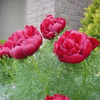 Fern Leaf Peony Flower seeds for Planting - Shade Tolerant, Heirloom & GMO Free Seeds for Home Garden