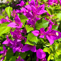 Violet Bougainvillea Seeds Flower seeds for Planting Seasonal Bloomer Heirloom & GMO Free Seeds for Home Garden