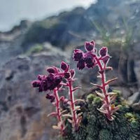 Purple Saxifraga Sempervivum Flower seeds for Planting - Compact Growth, Heirloom & GMO Free Seeds for Home Garden